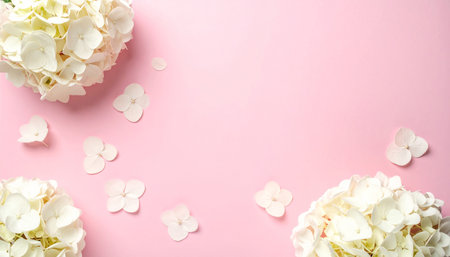 White hydrangea flowers on pink background. Flat lay, top viewの素材