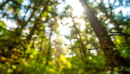 Bokeh in the forest with sunlight and bokeh effectの素材