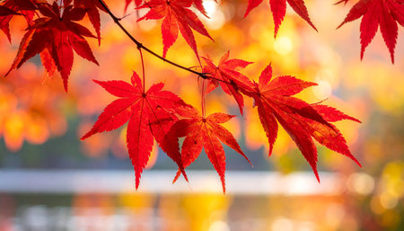 Beautiful red maple leaves on the tree in autumn season with sunlightの素材
