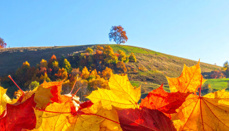 Colorful autumn leaves on the hillside in sunny day. Beautiful nature backgroundの素材