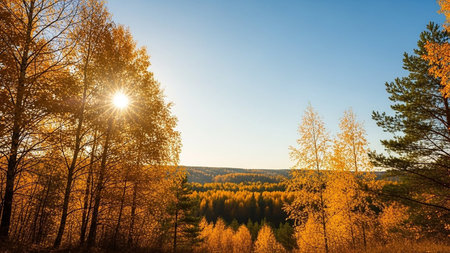 Autumn landscape with yellow birch trees and blue sky at sunsetの素材