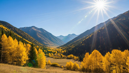 Mountain autumn landscape with yellow larch forest and bright sun.の素材