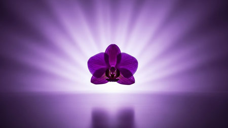 Purple orchid flower on purple background with copy space for textの素材