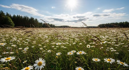 Field of daisies on a sunny day. Summer landscape.の素材