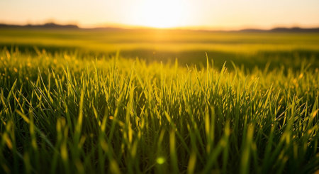 Green rice field at sunset. Beautiful natural background. Close up.の素材