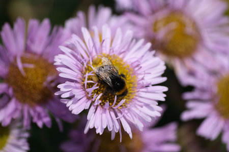 Bee on a flowerの写真素材