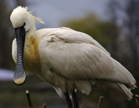 Spoonbillの写真素材