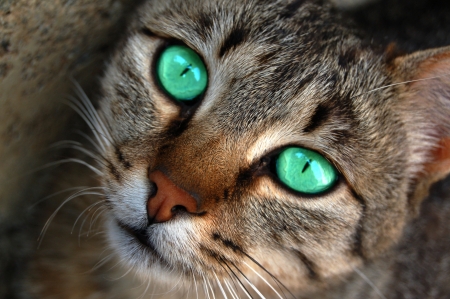 Cat eyesの写真素材