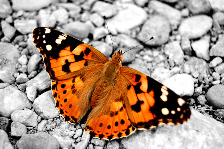 Orange butterfly の写真素材