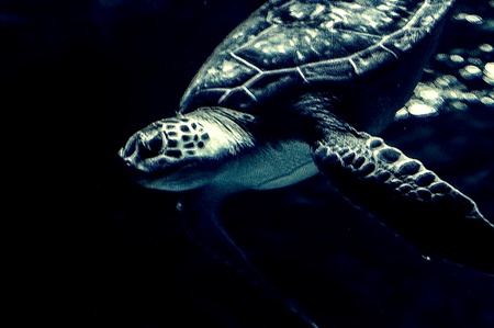 Sammy the Sea Turtleの素材
