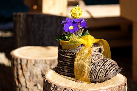 nice blue primrose in a wicker hand-knit boot with a yellow ribbon on a wooden chopping blockの写真素材