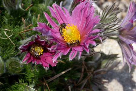 light purple flowering pasque flower on garden  rockery  with bees inside