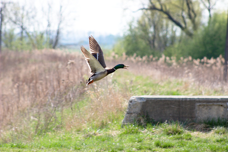 taking off the male Mallard flying drops of waterの写真素材