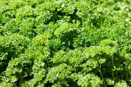 small plant of curly parsley on vegetable marketの写真素材