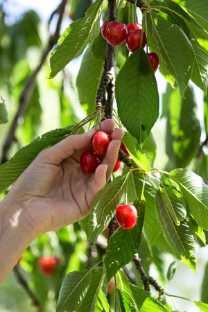 hand of woman pick cherries from the tree