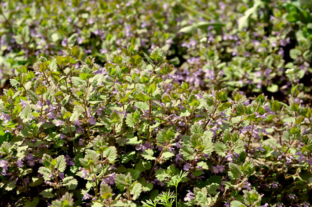 wild grass field with violet flowers spring natureの写真素材