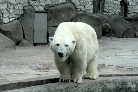 Polar bear walks quietly and rests on the shoreの写真素材