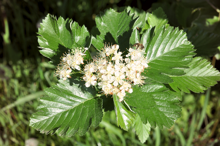 Blossoming hawthorn bush with shiny green carved leavesの写真素材