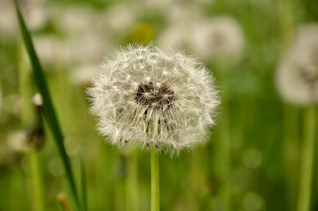 soft fluffy head faded dandelion in the meadow in spring Free and easyの写真素材