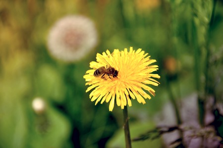 Bee on a yellow dandelion head with small beeの写真素材