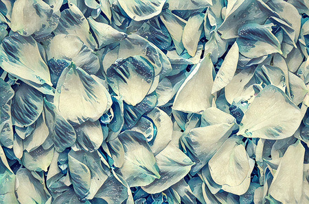 fresh rose petals. Floral background on canvas texture for romantic designの写真素材