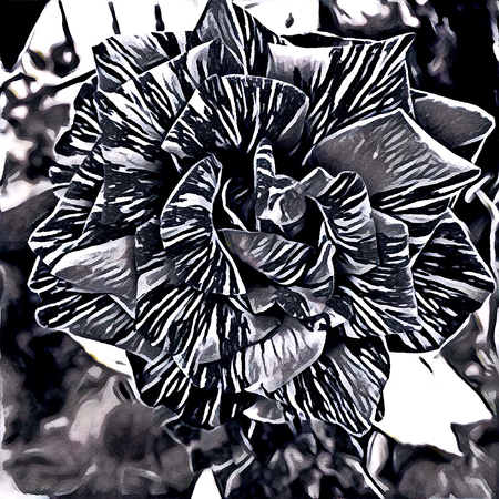 big tabby rose for womens Day and romantic designの写真素材