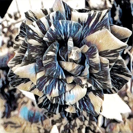 big tabby rose for womens Day and romantic designの写真素材
