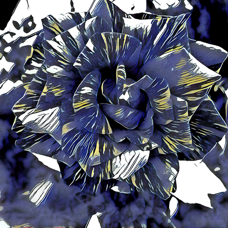 big tabby rose for womens Day and romantic designの写真素材
