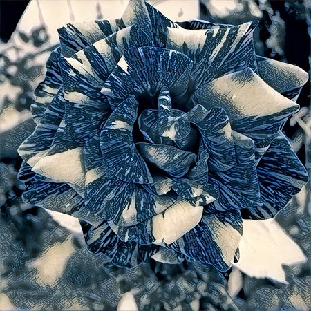 big tabby rose for womens Day and romantic designの写真素材