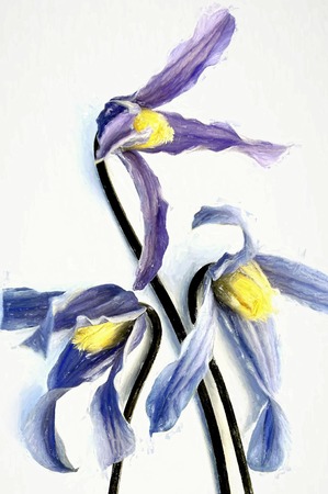 Fresh flower pencil drawing on white background for invitation designの写真素材