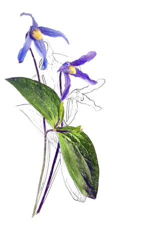 Fresh flower with pencil contour on white background for invitation designの写真素材