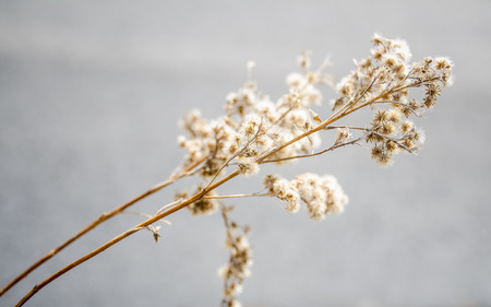 dry flowers hanging out on a sunny dayの写真素材