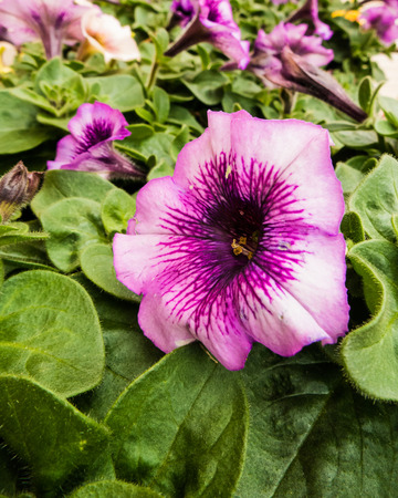Purple flower among green leavesの写真素材
