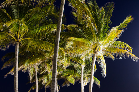Palm trees in twilight   artificial lightの写真素材