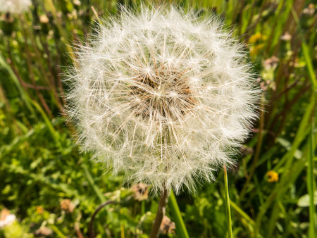 White dry flower among green leavesの写真素材