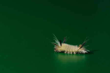 Closeup of one small caterpillar