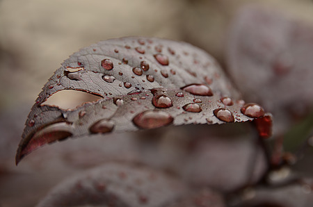 Water drops on the surface of a leafの写真素材