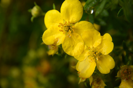 Close up of two yellow flowers in rainの写真素材
