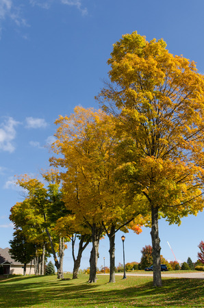 Vibrant and colorful leaves during fall seasonの写真素材