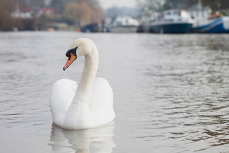 Swan on a River Solitaryの写真素材