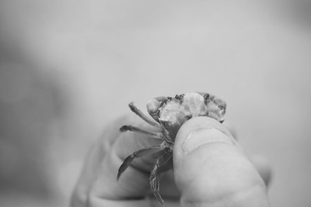 Crab Caught Between Fingers from the Beachの写真素材
