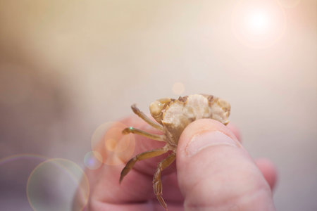 Crab Caught Between Fingers from the Beachの写真素材