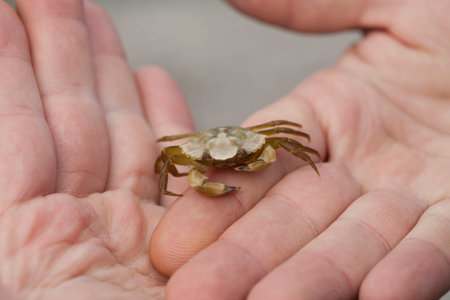 Small Crab Caught from a Beach Held in a Man's Handsの写真素材