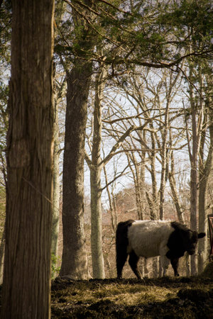 Beautiful Long Haired Cow Walking Through Woods Black with White Stripe