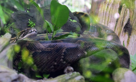 Snake circling in stone