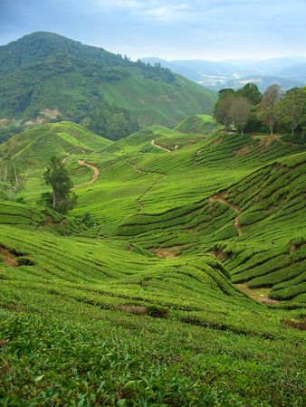 Tea plantations in Cameron Highlands, Malaysia, verticalの写真素材