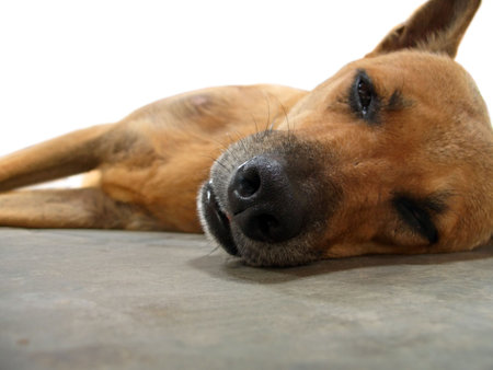 Tired dog, laying on one side, face close-up, focus on nose, semi isolated
