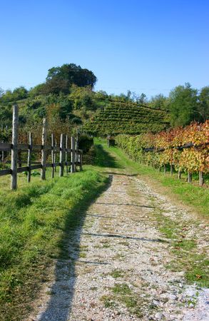 Road through the vineyards turning red in fall, north east Italy, vertical viewの写真素材