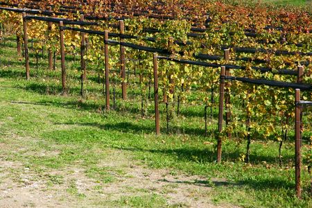 Detail of vineyards turning red in fall, north east Italyの写真素材