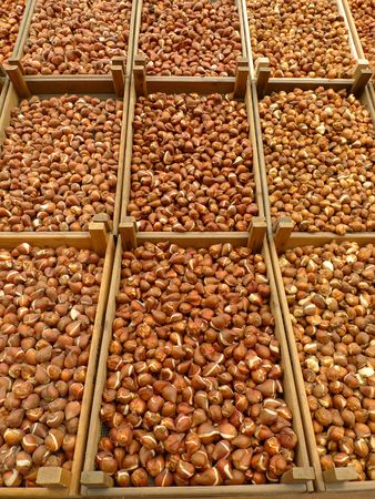 Thousands of tulip bulbs for sale in Floating Flower Market, Amsterdam, Netherlandsの写真素材